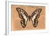 Miss Butterfly Graphium - Orange-Philippe Hugonnard-Framed Photographic Print