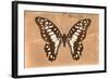 Miss Butterfly Graphium - Orange-Philippe Hugonnard-Framed Photographic Print