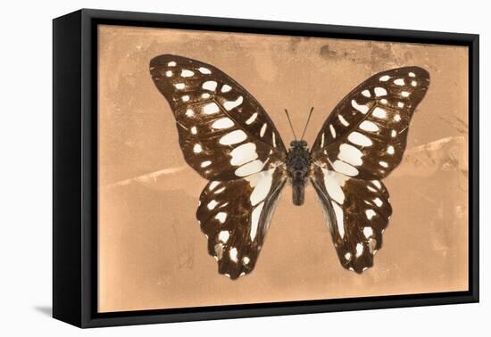 Miss Butterfly Graphium - Orange-Philippe Hugonnard-Framed Stretched Canvas
