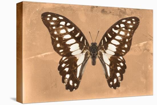 Miss Butterfly Graphium - Orange-Philippe Hugonnard-Stretched Canvas