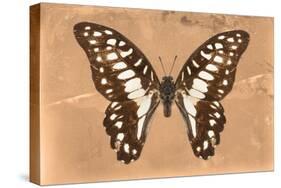 Miss Butterfly Graphium - Orange-Philippe Hugonnard-Stretched Canvas