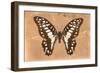 Miss Butterfly Graphium - Orange-Philippe Hugonnard-Framed Photographic Print