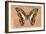 Miss Butterfly Graphium - Orange-Philippe Hugonnard-Framed Photographic Print