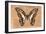 Miss Butterfly Graphium - Orange-Philippe Hugonnard-Framed Photographic Print