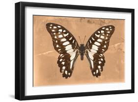 Miss Butterfly Graphium - Orange-Philippe Hugonnard-Framed Photographic Print