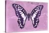 Miss Butterfly Graphium - Pink-Philippe Hugonnard-Stretched Canvas