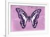 Miss Butterfly Graphium - Pink-Philippe Hugonnard-Framed Photographic Print