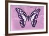 Miss Butterfly Graphium - Pink-Philippe Hugonnard-Framed Photographic Print