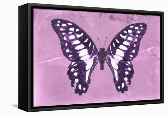 Miss Butterfly Graphium - Pink-Philippe Hugonnard-Framed Stretched Canvas