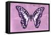 Miss Butterfly Graphium - Pink-Philippe Hugonnard-Framed Stretched Canvas