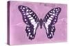 Miss Butterfly Graphium - Pink-Philippe Hugonnard-Stretched Canvas