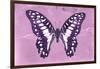 Miss Butterfly Graphium - Pink-Philippe Hugonnard-Framed Photographic Print