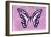 Miss Butterfly Graphium - Pink-Philippe Hugonnard-Framed Photographic Print