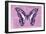 Miss Butterfly Graphium - Pink-Philippe Hugonnard-Framed Photographic Print