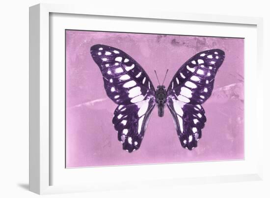 Miss Butterfly Graphium - Pink-Philippe Hugonnard-Framed Photographic Print