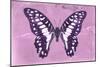 Miss Butterfly Graphium - Pink-Philippe Hugonnard-Mounted Photographic Print