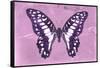 Miss Butterfly Graphium - Pink-Philippe Hugonnard-Framed Stretched Canvas