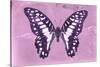 Miss Butterfly Graphium - Pink-Philippe Hugonnard-Stretched Canvas