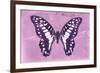 Miss Butterfly Graphium - Pink-Philippe Hugonnard-Framed Photographic Print