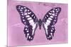 Miss Butterfly Graphium - Pink-Philippe Hugonnard-Mounted Photographic Print