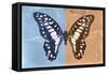 Miss Butterfly Graphium Profil - Blue & Orange-Philippe Hugonnard-Framed Stretched Canvas