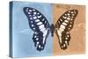 Miss Butterfly Graphium Profil - Blue & Orange-Philippe Hugonnard-Stretched Canvas