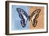 Miss Butterfly Graphium Profil - Blue & Orange-Philippe Hugonnard-Framed Photographic Print