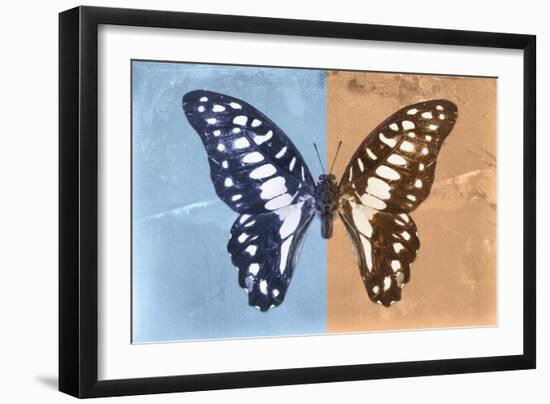 Miss Butterfly Graphium Profil - Blue & Orange-Philippe Hugonnard-Framed Photographic Print