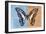 Miss Butterfly Graphium Profil - Blue & Orange-Philippe Hugonnard-Framed Photographic Print