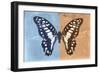 Miss Butterfly Graphium Profil - Blue & Orange-Philippe Hugonnard-Framed Photographic Print