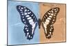 Miss Butterfly Graphium Profil - Blue & Orange-Philippe Hugonnard-Mounted Photographic Print