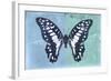 Miss Butterfly Graphium Profil - Blue & Turquoise-Philippe Hugonnard-Framed Photographic Print