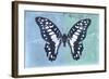 Miss Butterfly Graphium Profil - Blue & Turquoise-Philippe Hugonnard-Framed Photographic Print