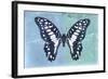 Miss Butterfly Graphium Profil - Blue & Turquoise-Philippe Hugonnard-Framed Photographic Print