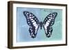 Miss Butterfly Graphium Profil - Blue & Turquoise-Philippe Hugonnard-Framed Premium Photographic Print