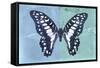 Miss Butterfly Graphium Profil - Blue & Turquoise-Philippe Hugonnard-Framed Stretched Canvas