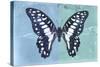 Miss Butterfly Graphium Profil - Blue & Turquoise-Philippe Hugonnard-Stretched Canvas