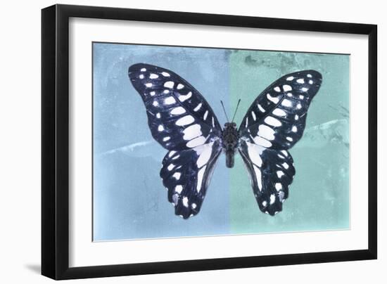 Miss Butterfly Graphium Profil - Blue & Turquoise-Philippe Hugonnard-Framed Photographic Print