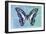 Miss Butterfly Graphium Profil - Blue & Turquoise-Philippe Hugonnard-Framed Photographic Print