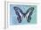 Miss Butterfly Graphium Profil - Blue & Turquoise-Philippe Hugonnard-Framed Photographic Print