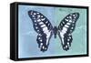 Miss Butterfly Graphium Profil - Blue & Turquoise-Philippe Hugonnard-Framed Stretched Canvas