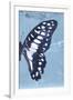 Miss Butterfly Graphium Profil - Blue-Philippe Hugonnard-Framed Premium Photographic Print