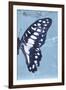 Miss Butterfly Graphium Profil - Blue-Philippe Hugonnard-Framed Premium Photographic Print