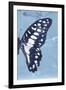 Miss Butterfly Graphium Profil - Blue-Philippe Hugonnard-Framed Premium Photographic Print