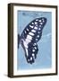 Miss Butterfly Graphium Profil - Blue-Philippe Hugonnard-Framed Photographic Print