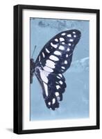 Miss Butterfly Graphium Profil - Blue-Philippe Hugonnard-Framed Photographic Print