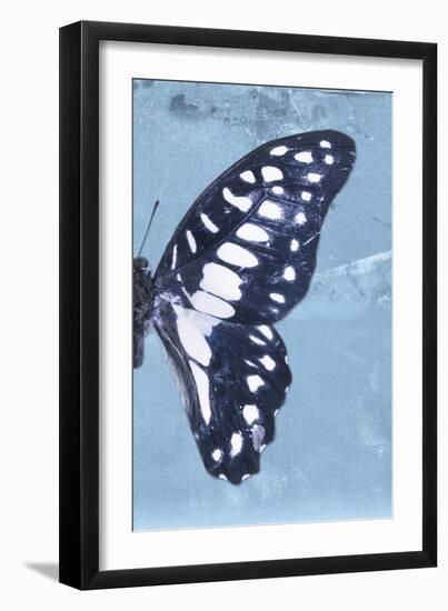 Miss Butterfly Graphium Profil - Blue-Philippe Hugonnard-Framed Photographic Print