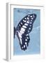 Miss Butterfly Graphium Profil - Blue-Philippe Hugonnard-Framed Photographic Print