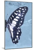 Miss Butterfly Graphium Profil - Blue-Philippe Hugonnard-Mounted Photographic Print