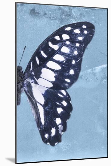 Miss Butterfly Graphium Profil - Blue-Philippe Hugonnard-Mounted Photographic Print